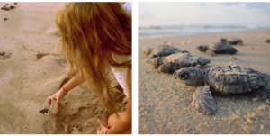Tortugas marinas