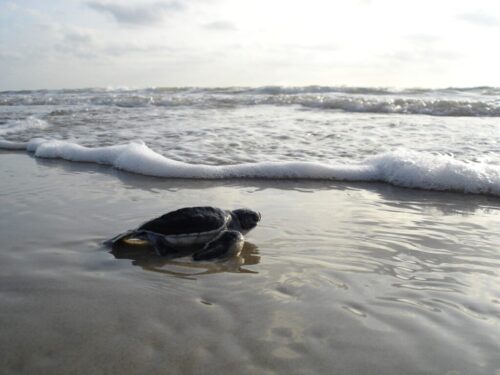 green sea turtle 1185954_1920